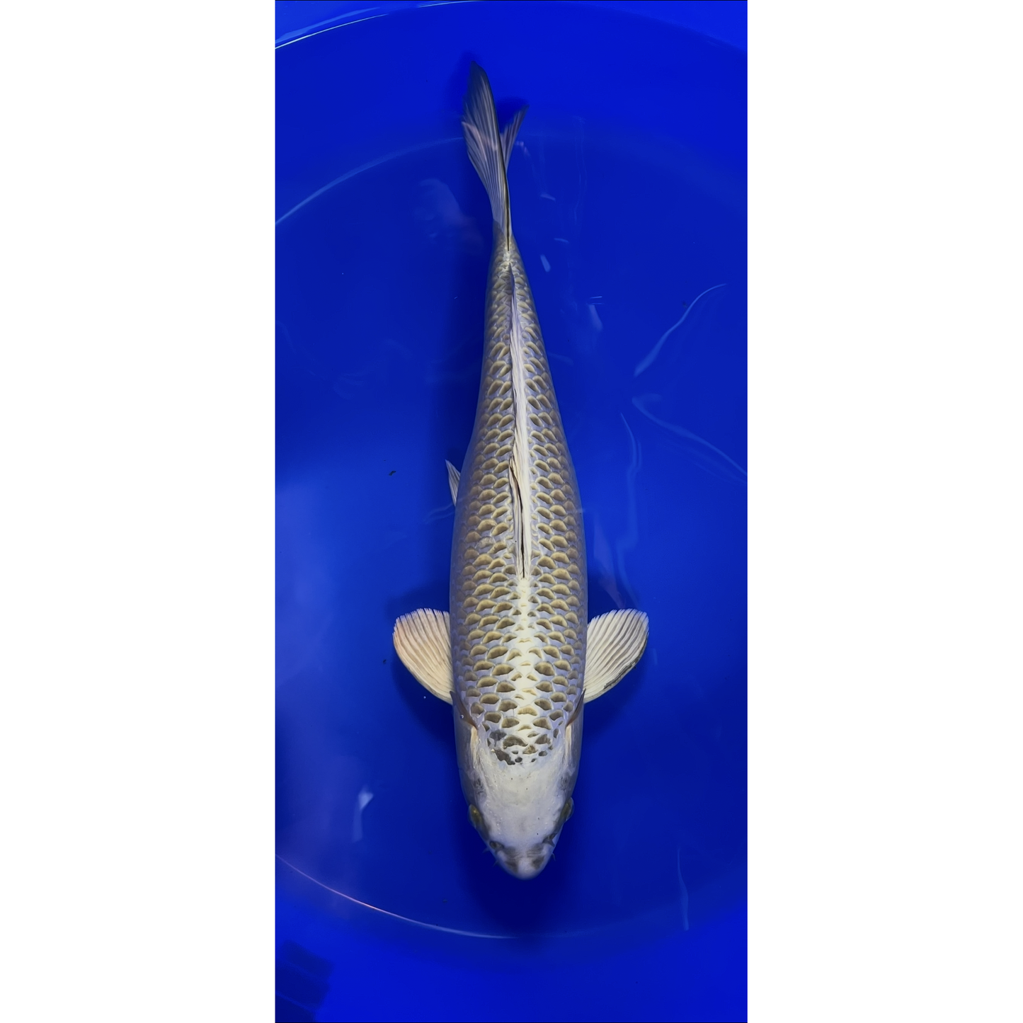Mukashi Ogon 44cm Nisai, Marusei