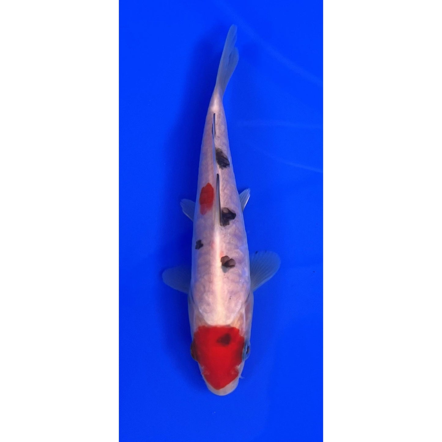 Doits Sanke 15cm Tosai, Ikarashi Ozumi