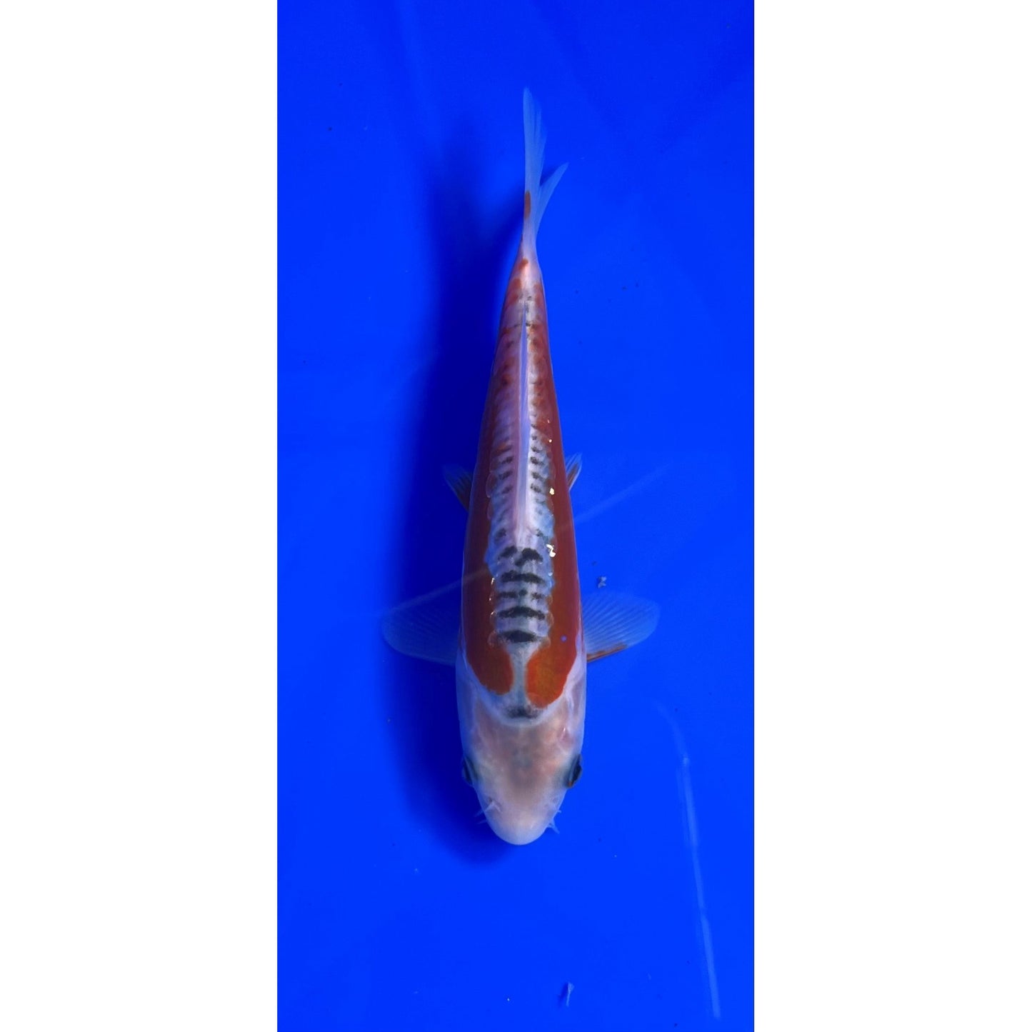 Hi Shusui 15cm Tosai, Ikarashi Ozumi