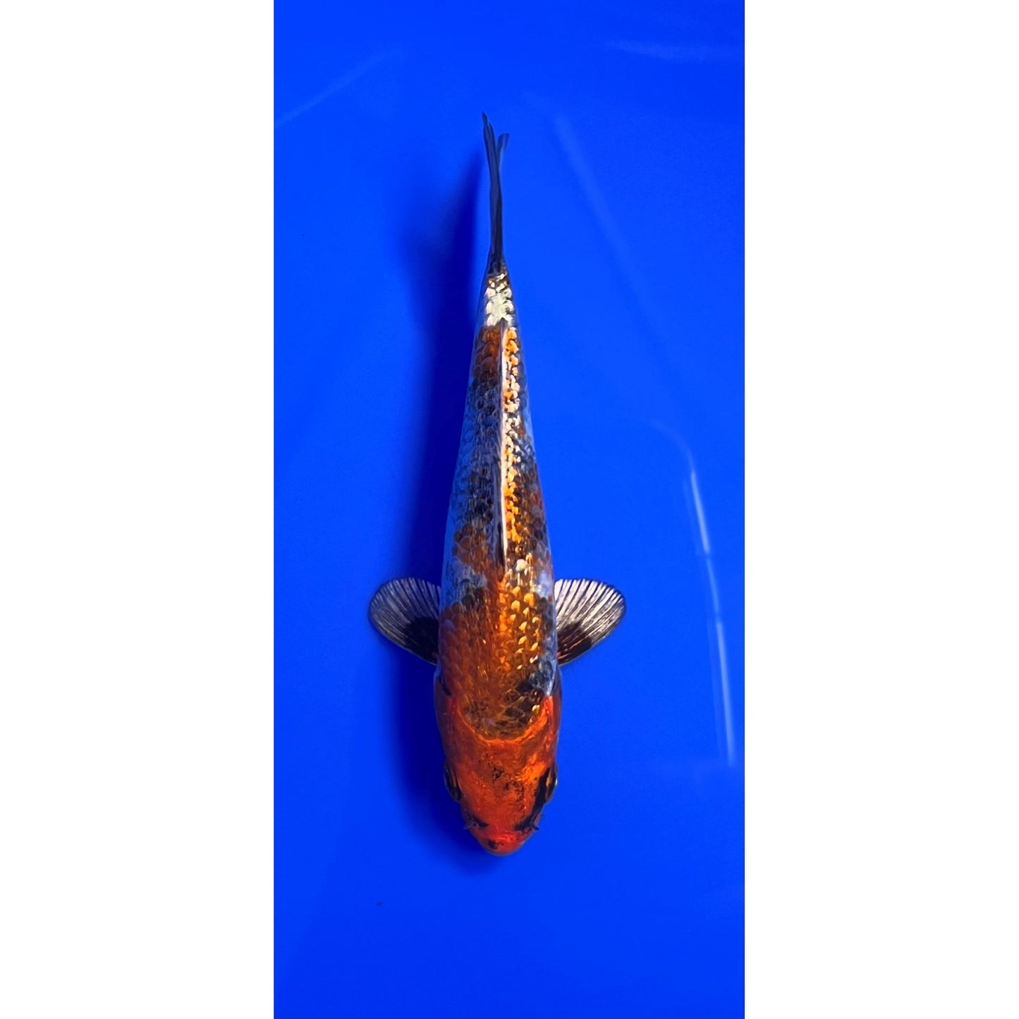 Kin Showa 15cm Tosai, Ikarashi Ozumi