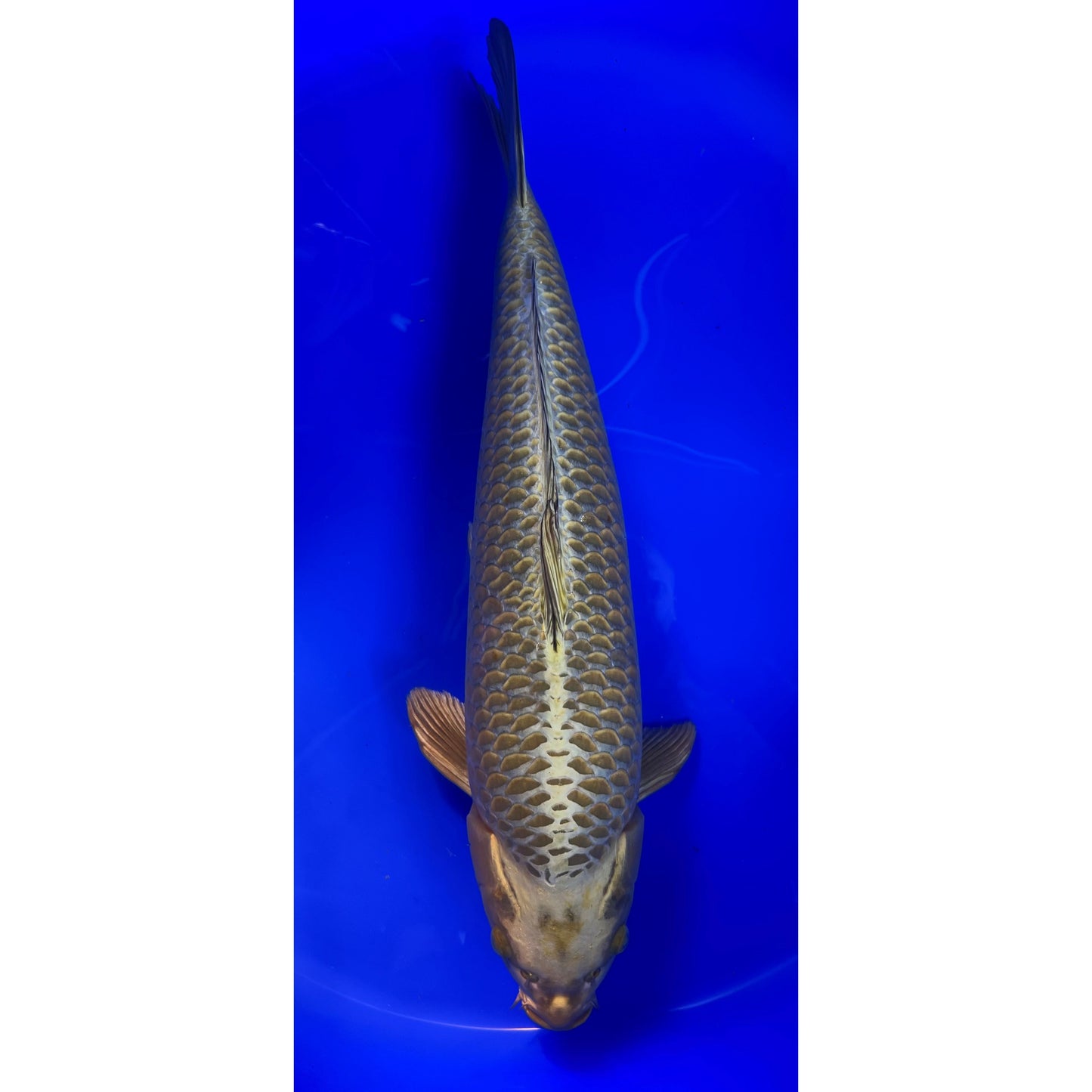 Mukashi Ogon 52cm Nisai, Marusei