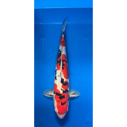 Doits Sanke 52cm Nisai, Hiroi