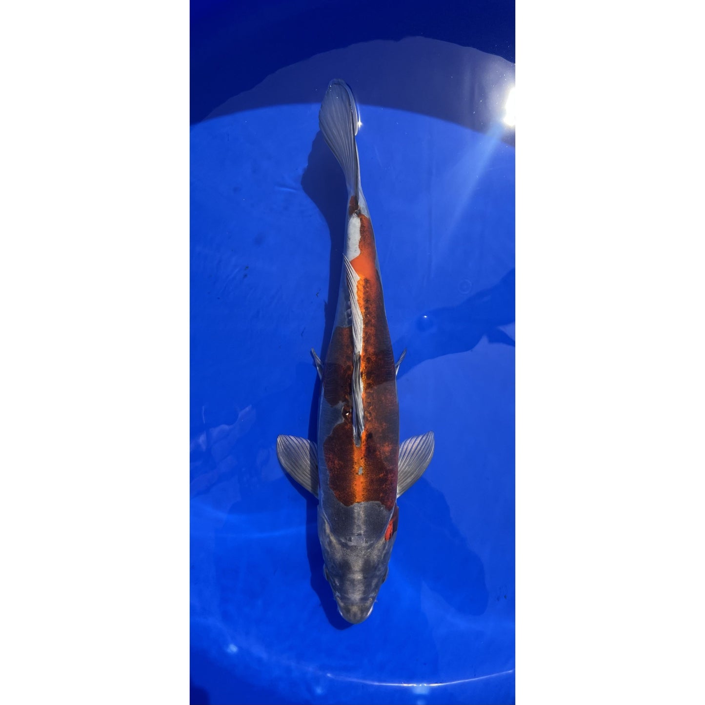 Doitsu Kogane Ochiba 47cm Sansai, Kase