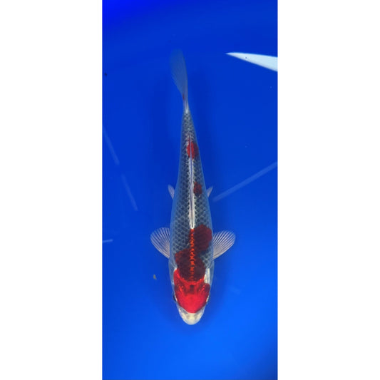 Kujaku 17-18cm Tosai, Genjero