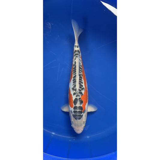 Shusui 50cm Nisai, Marusei