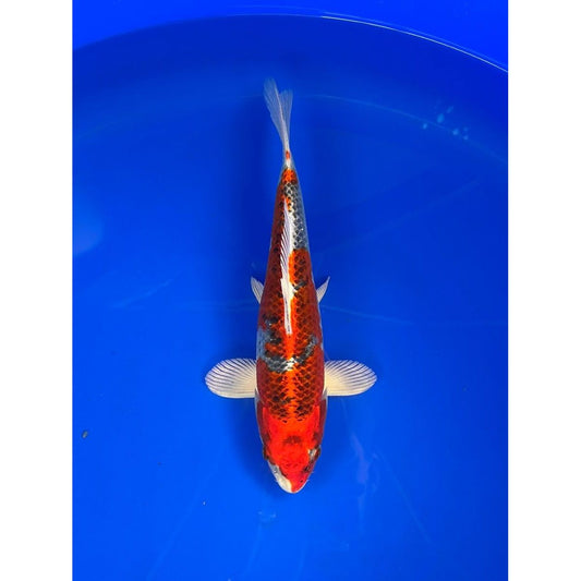Kujaku 27cm Nisai, Marusei
