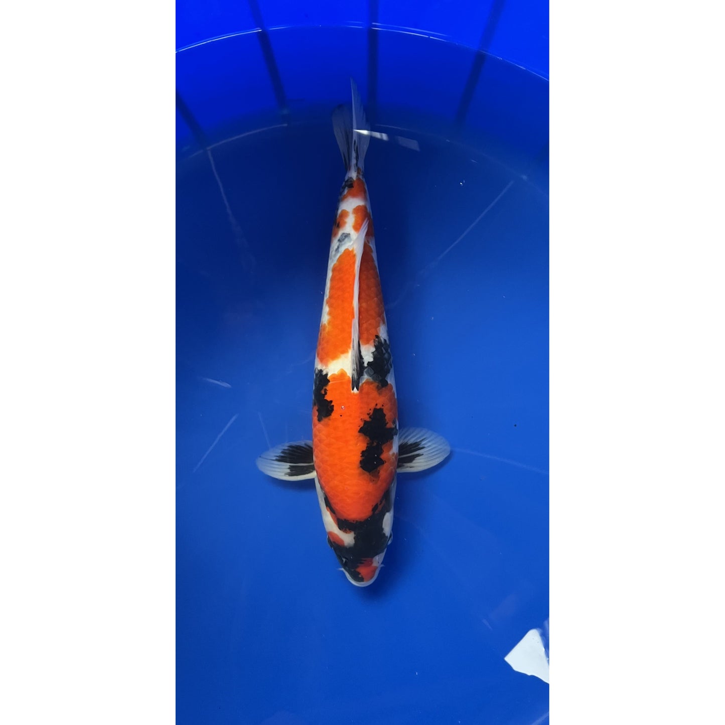 Showa 48cm Nisai, Marusei