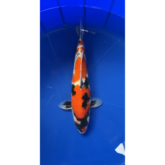 Showa 48cm Nisai, Marusei