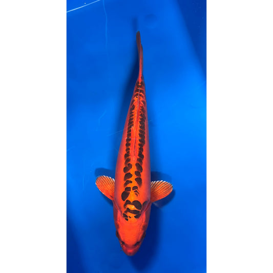 Mizuho Ogon 43cm Nisai, Marusei