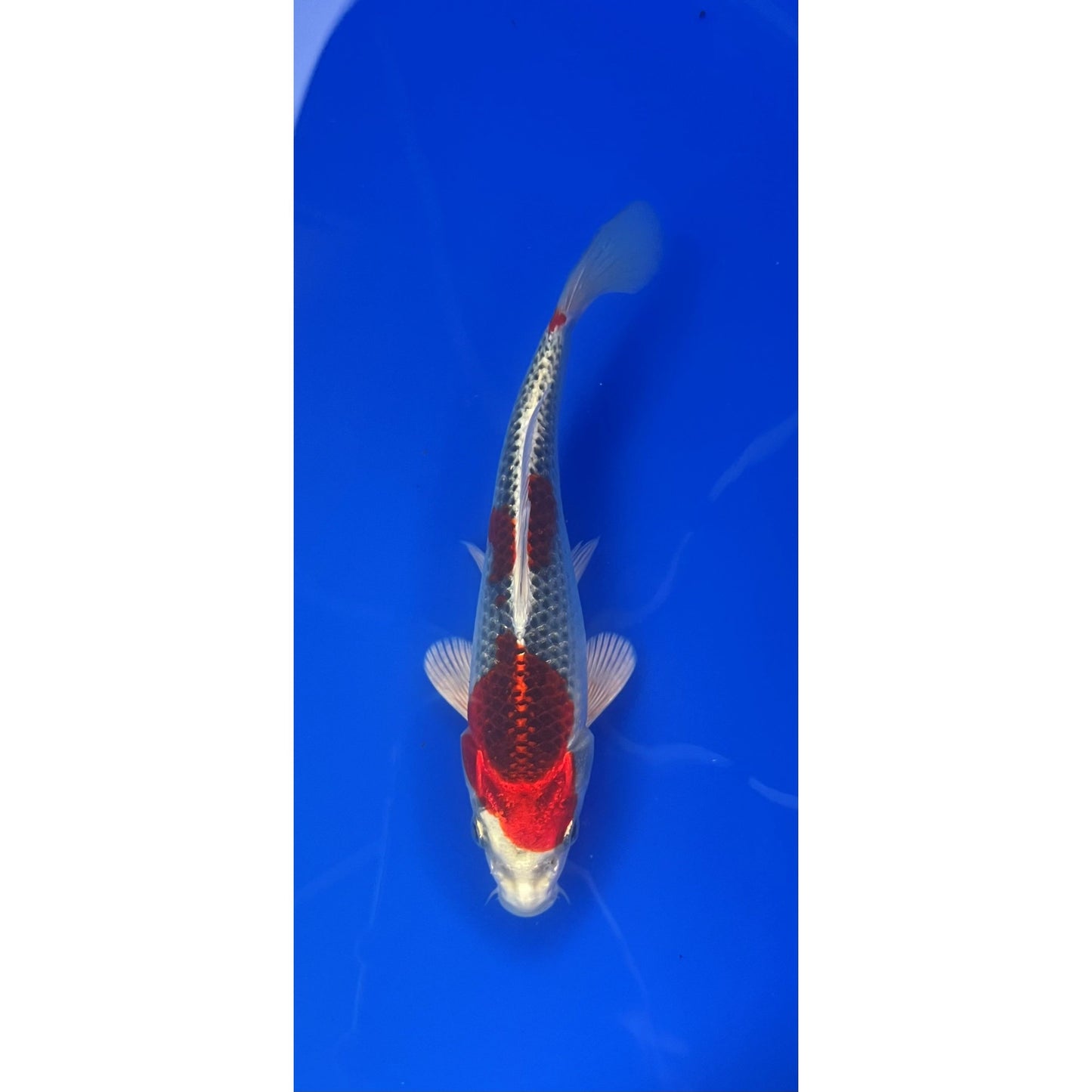Kujaku 17-18cm Tosai, Genjero