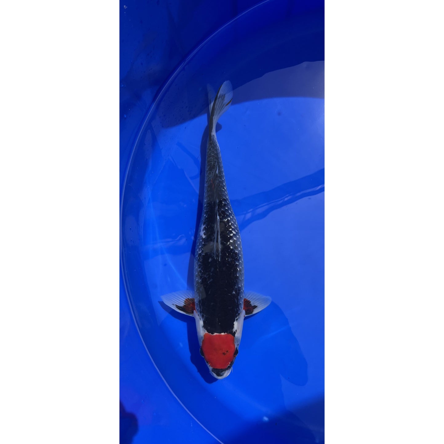Tancho Goshiki 46cm Female Sansai, Aoki