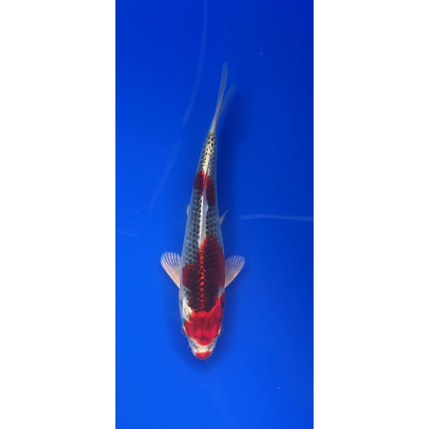 Kujaku 17-18cm Tosai, Genjero