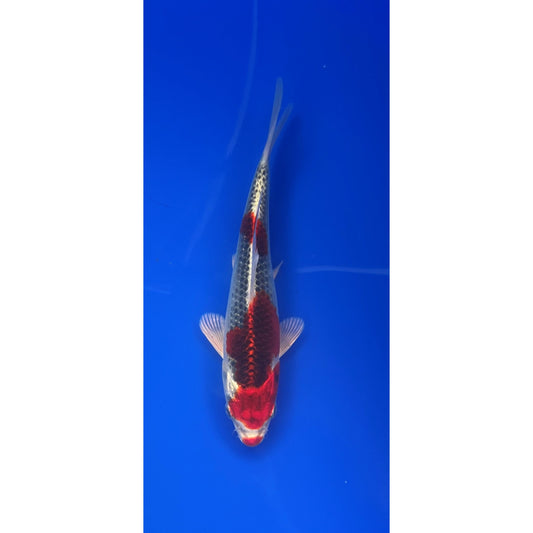 Kujaku 17-18cm Tosai, Genjero