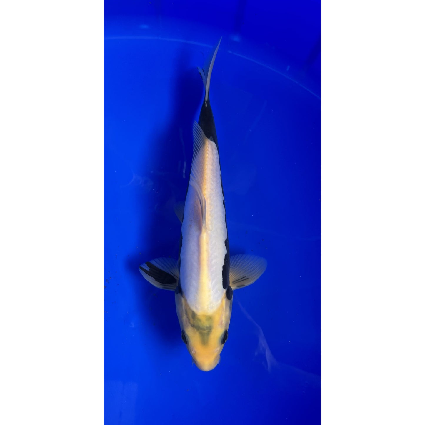 Kumonryu  35cm Nisai, Aoki