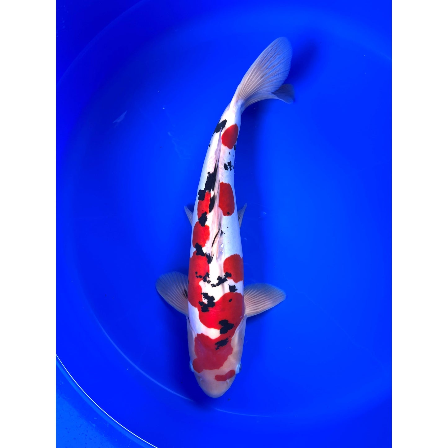 Doits Sanke 50cm Nisai, Hiroi