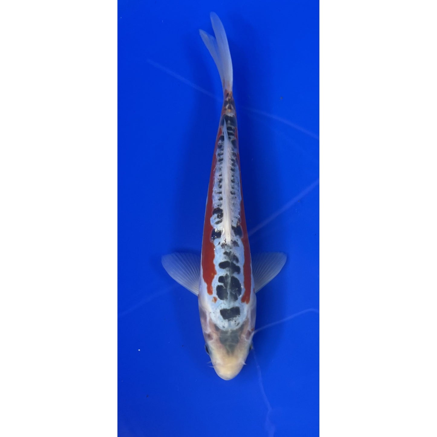 Shusui 25cm Tosai, Marusei