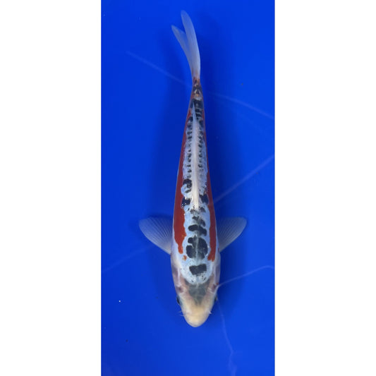 Shusui 25cm Tosai, Marusei