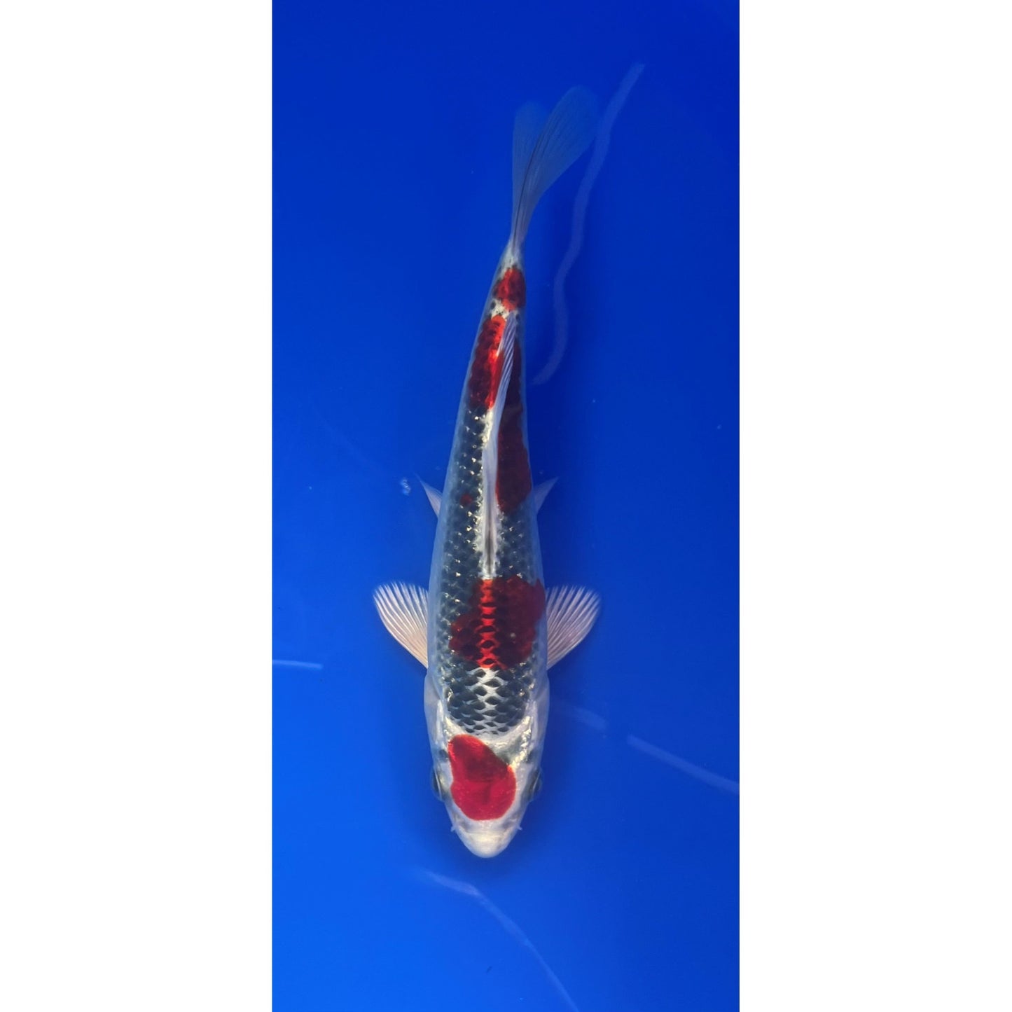 Kujaku 17-18cm Tosai, Genjero