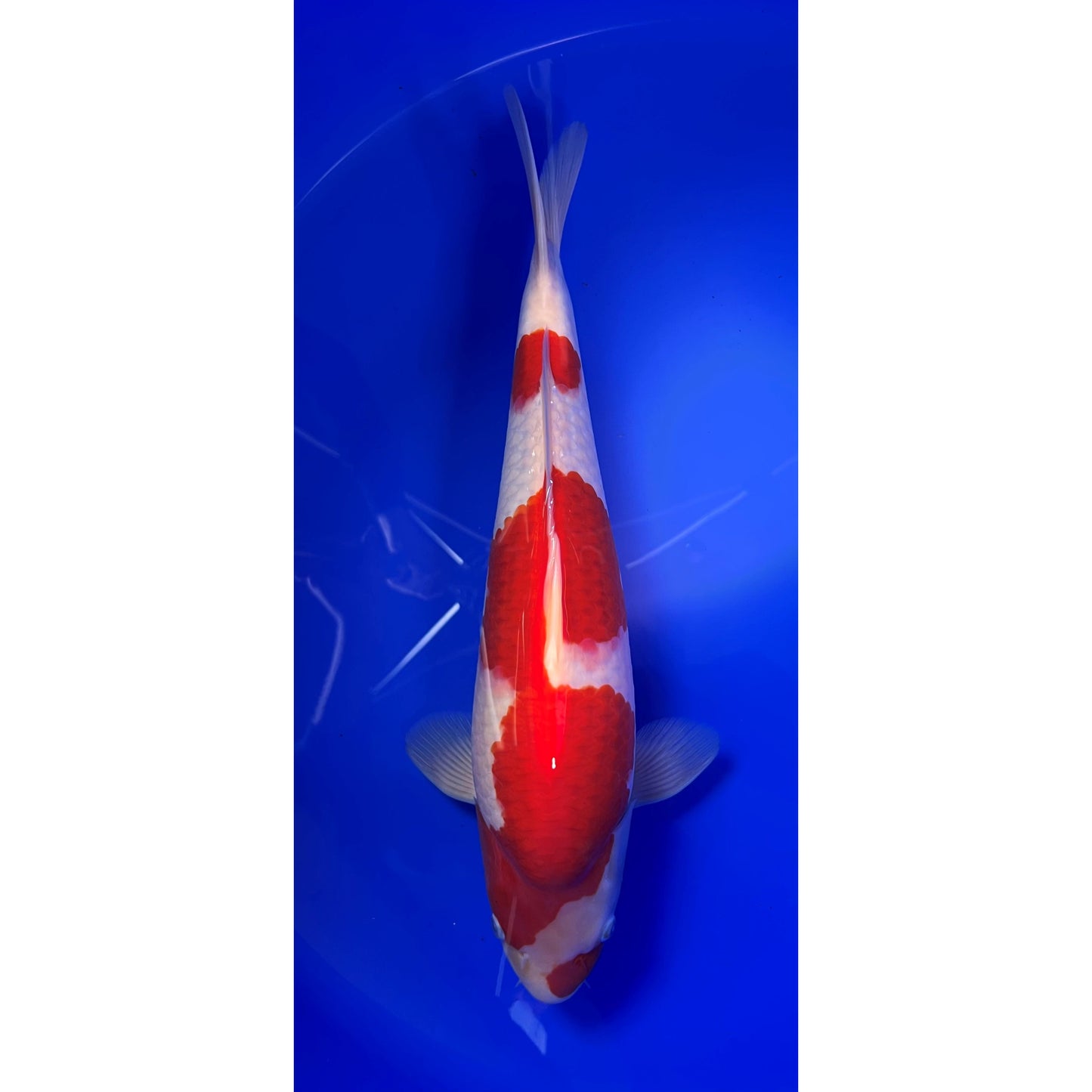 Kohaku 43cm Nisai, Marusei