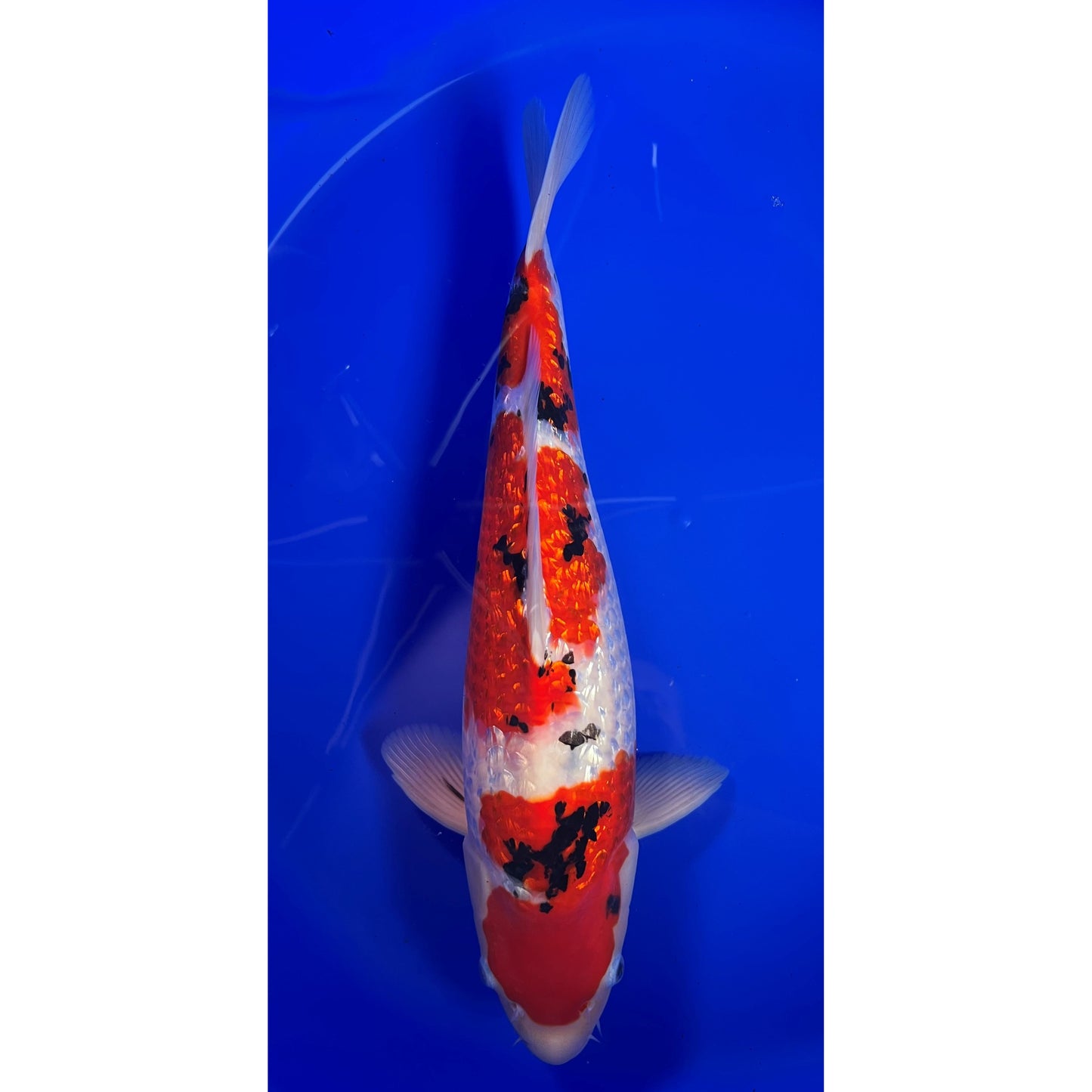 Gin Rin Sanke 42cm Nisai, Hiroi