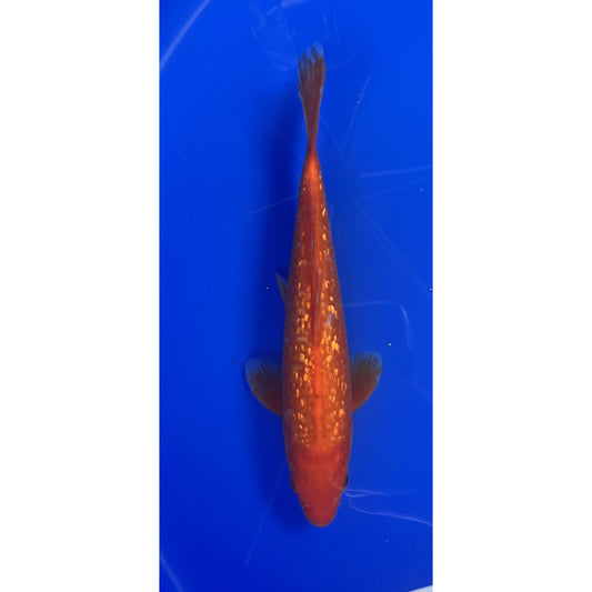 Gin Rin Benigoi  26cm Nisai, Marusei