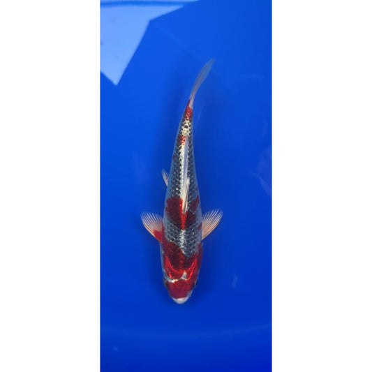 Kujaku 17-18cm Tosai, Genjero
