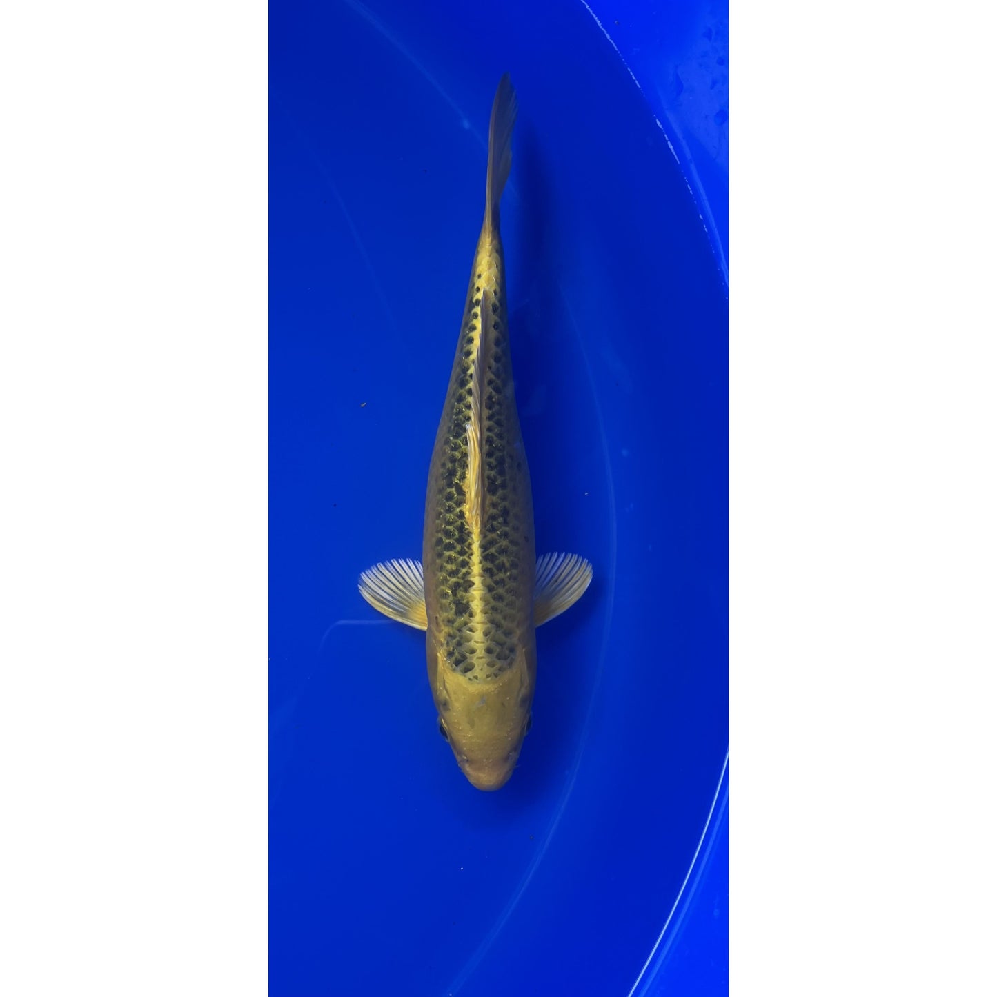 Ki Matsuba  28cm Nisai, Marusei