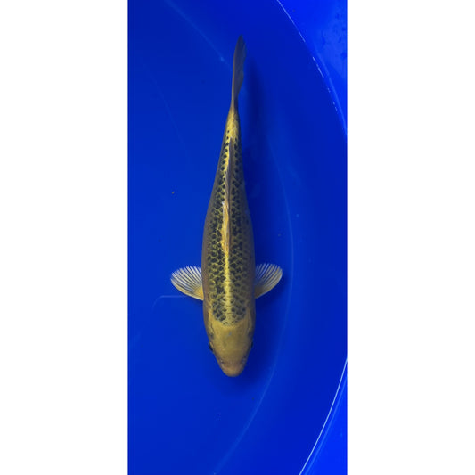 Ki Matsuba  28cm Nisai, Marusei