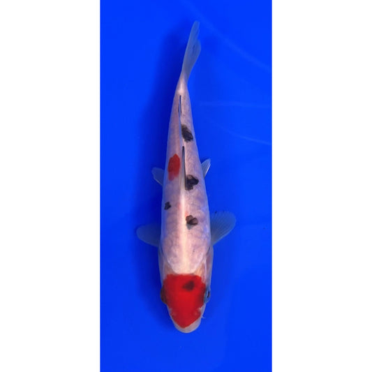 Doits Sanke 15cm Tosai, Ikarashi Ozumi