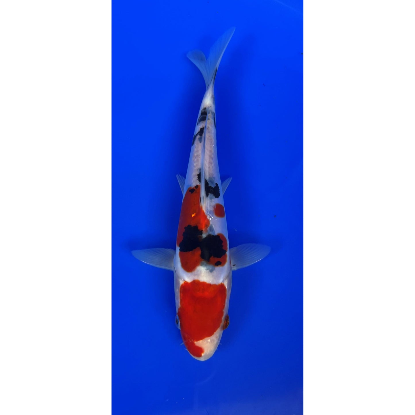 Doits Sanke 18cm Tosai, Hiroi