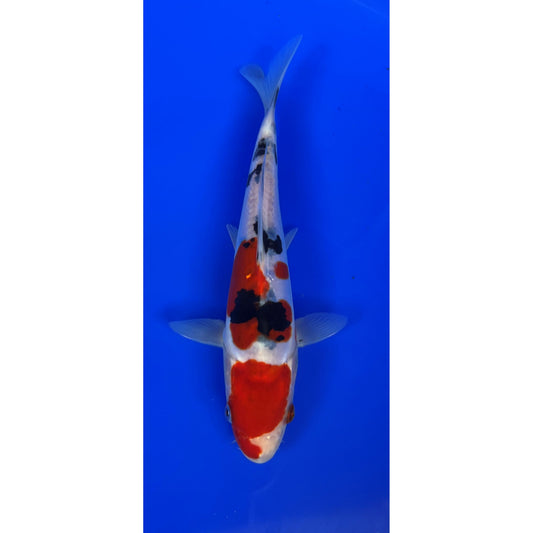 Doits Sanke 18cm Tosai, Hiroi