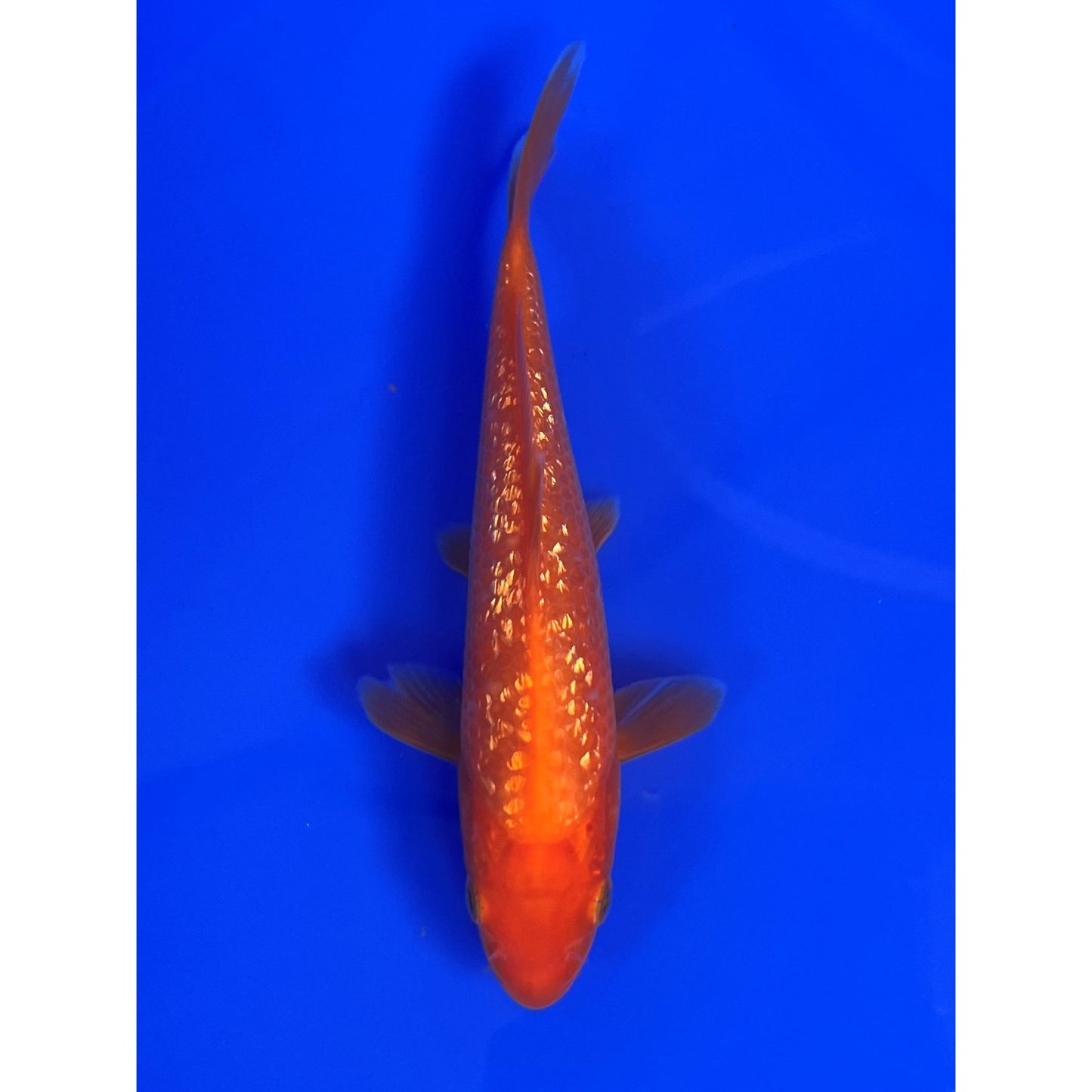 Gin Rin Benigoi  15cm Tosai, Ikarashi Ozumi