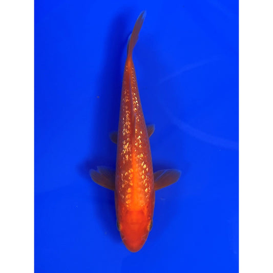 Gin Rin Benigoi  15cm Tosai, Ikarashi Ozumi