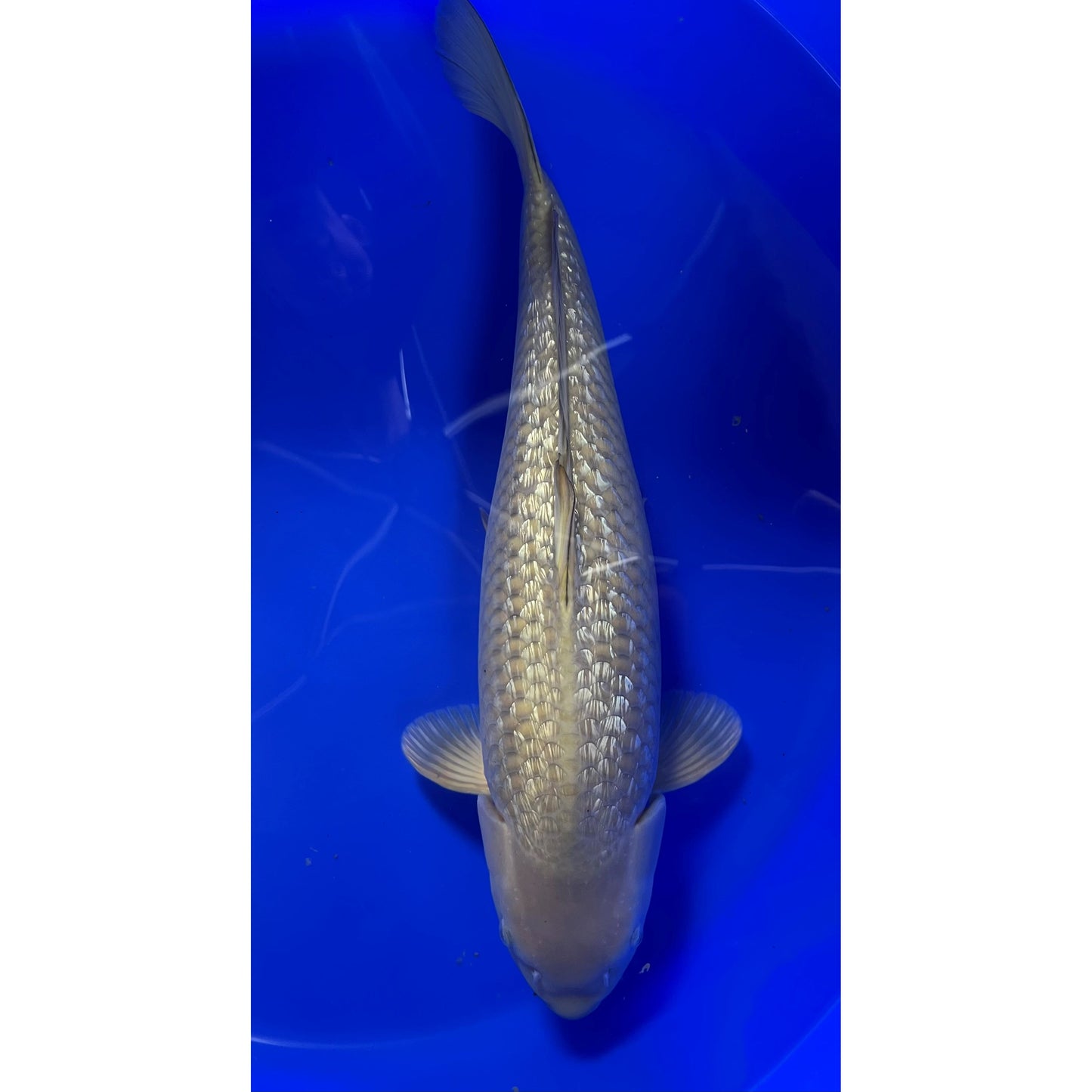 Gin Rin Chagoi 49cm Nisai, Marusei