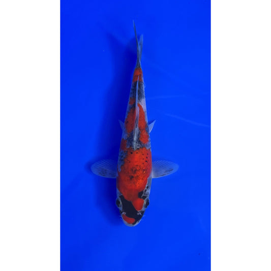 Goshiki 15cm Tosai, Ikarashi Ozumi