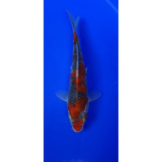Goshiki 19cm Tosai, Hiroi