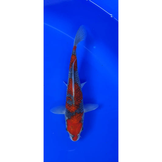 Goshiki 18cm Tosai, Hiroi