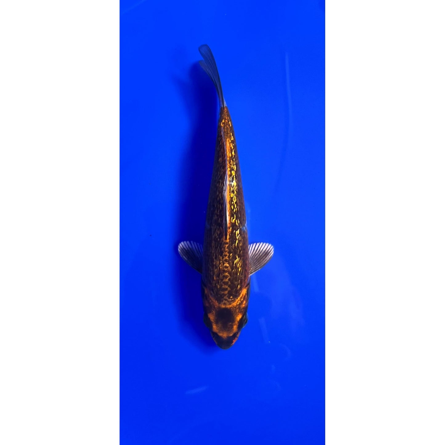 Kin Kabuto 15cm Tosai, Ikarashi Ozumi