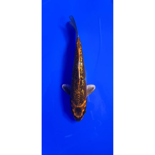 Kin Kabuto 15cm Tosai, Ikarashi Ozumi