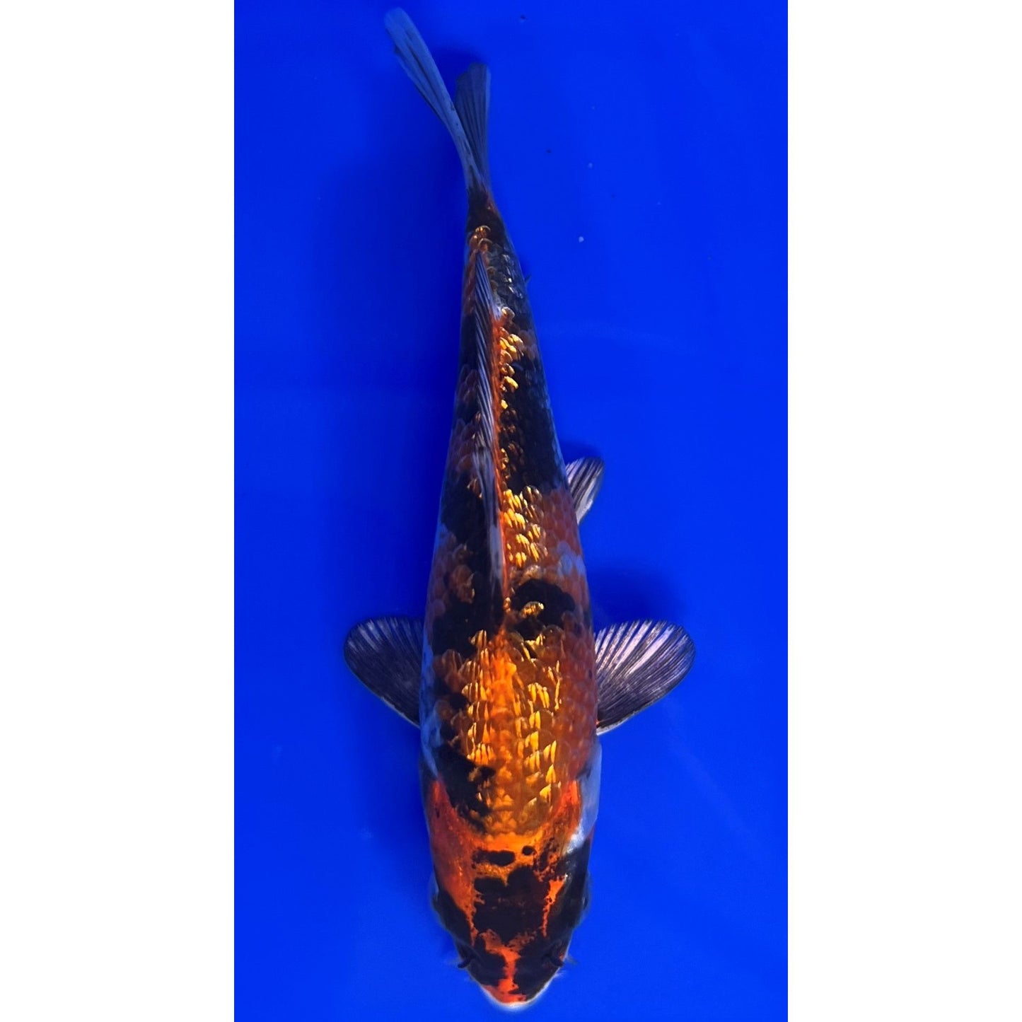 Kin Showa 15cm Tosai, Ikarashi Ozumi