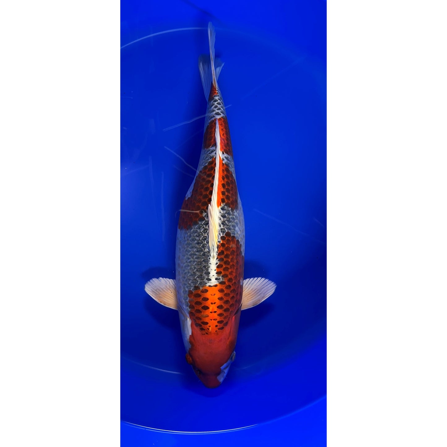 Kujaku 54cm Nisai, Marusei