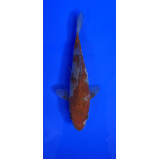 Ochiba 15cm Tosai, Ikarashi Ozumi