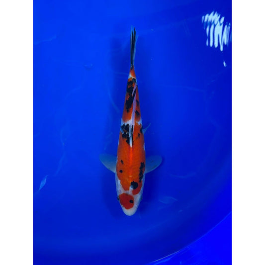 Showa 28cm Nisai, Marusei