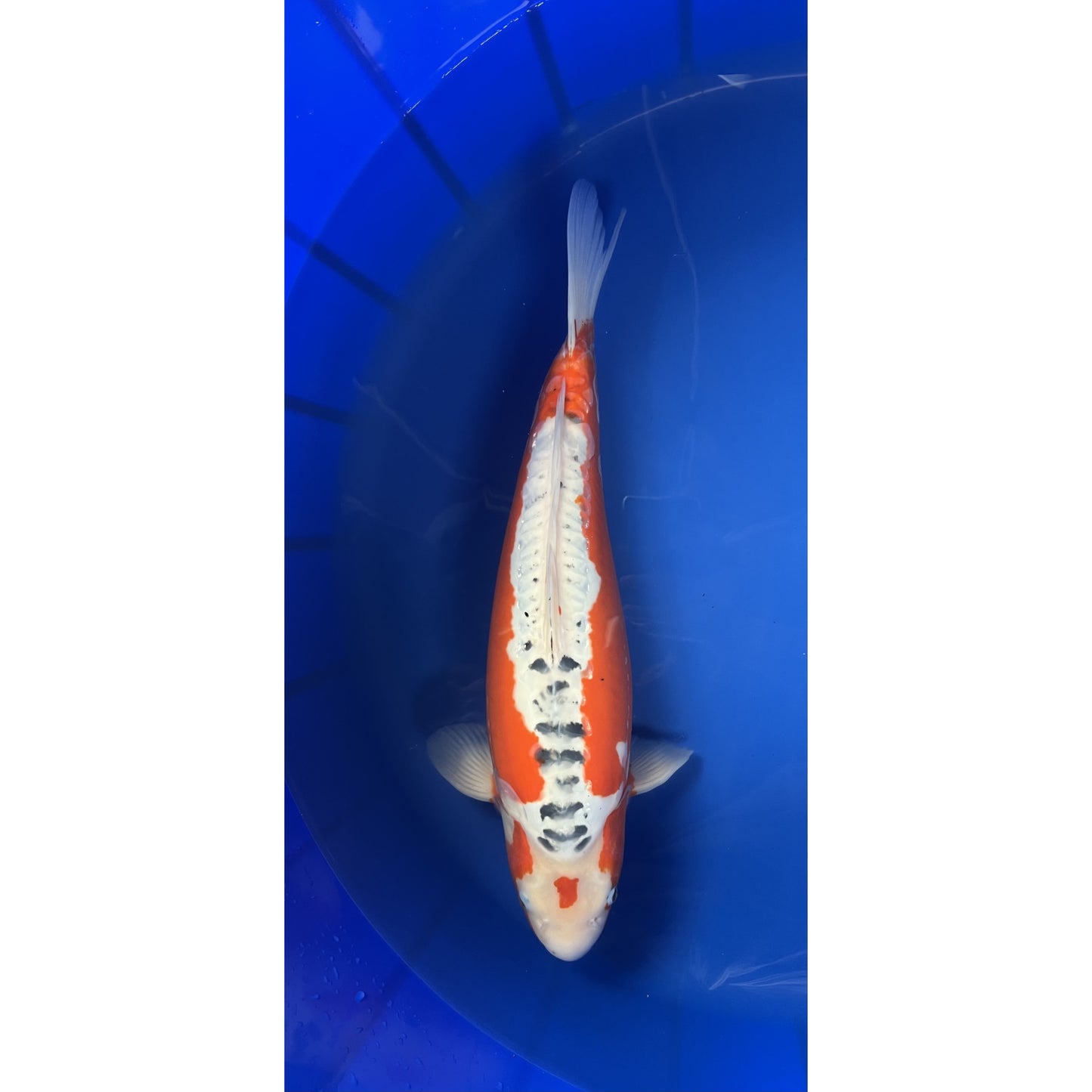 Hi Shusui 50cm Nisai, Marusei