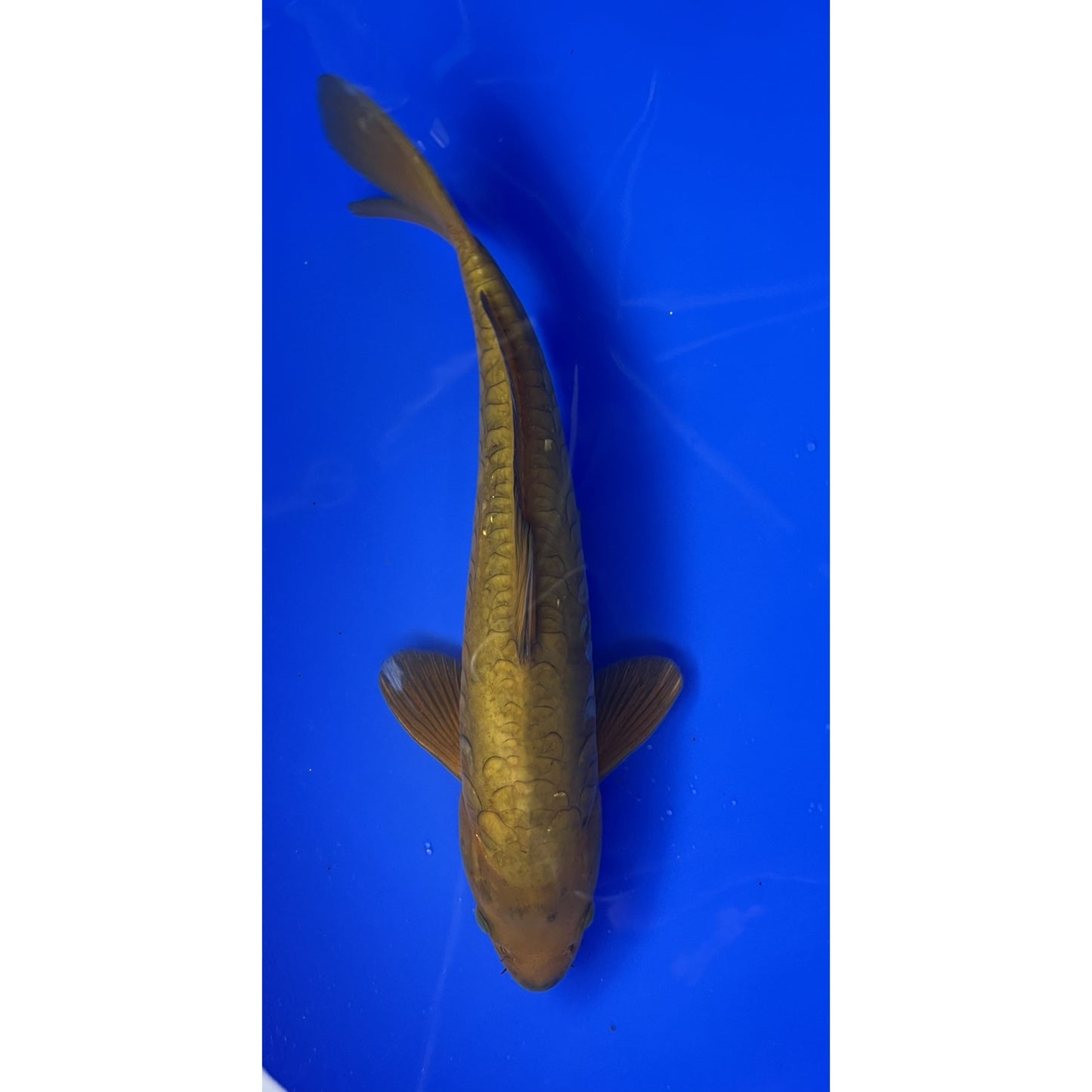 Doitsu Chagoi 30cm Nisai, Marusei