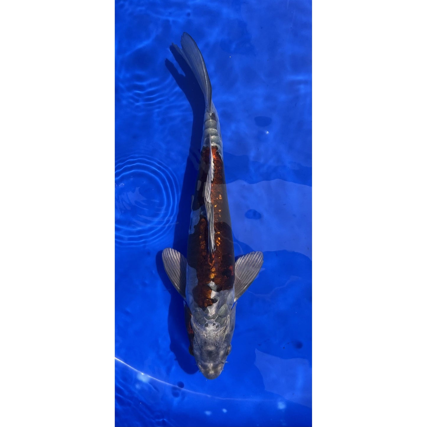 Doitsu Kogane Ochiba 37cm Nisai, Kase
