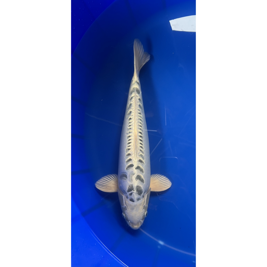 Doitsu Mukashi Ogon 48cm Nisai, Marusei
