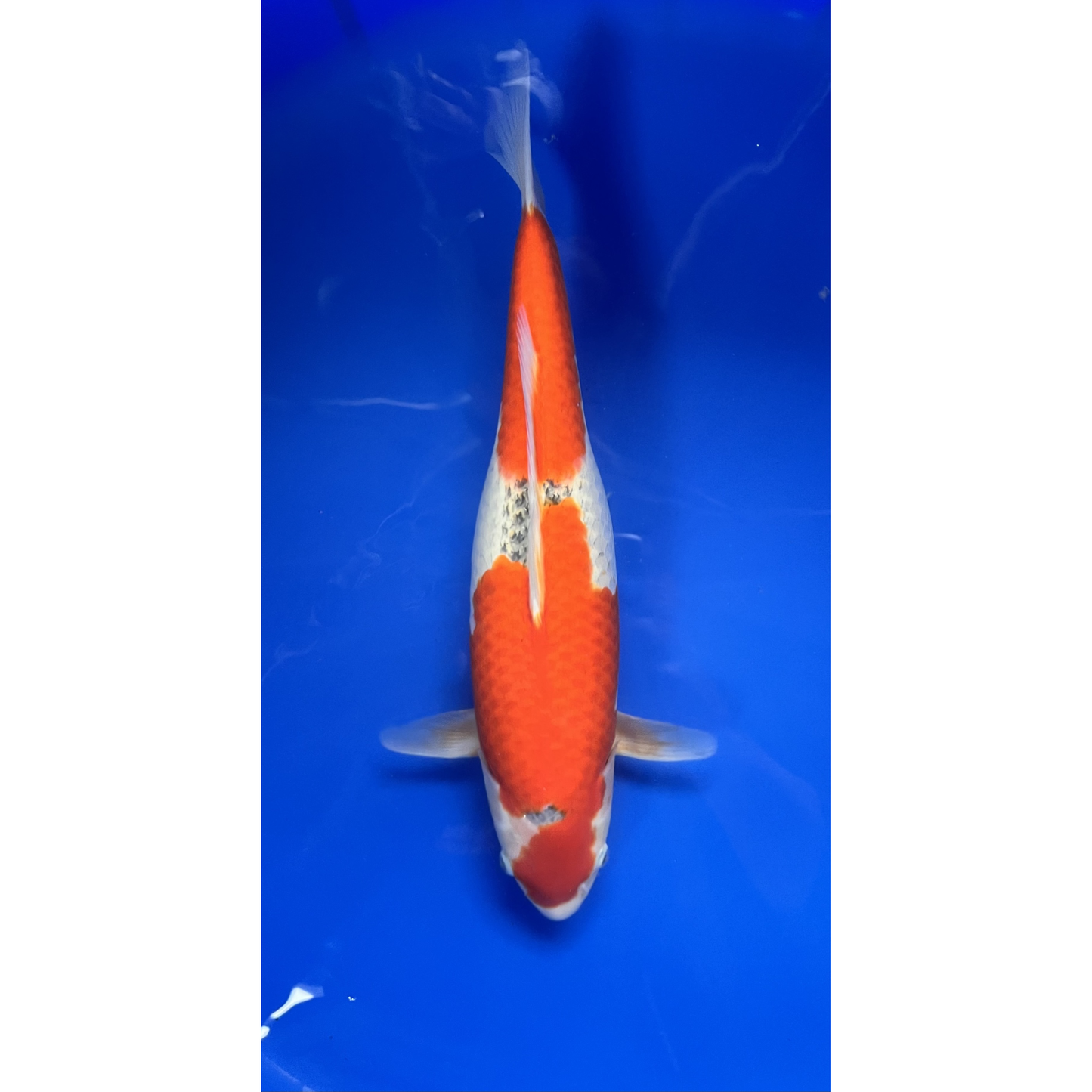 Goshiki 46cm Nisai, Hiroi