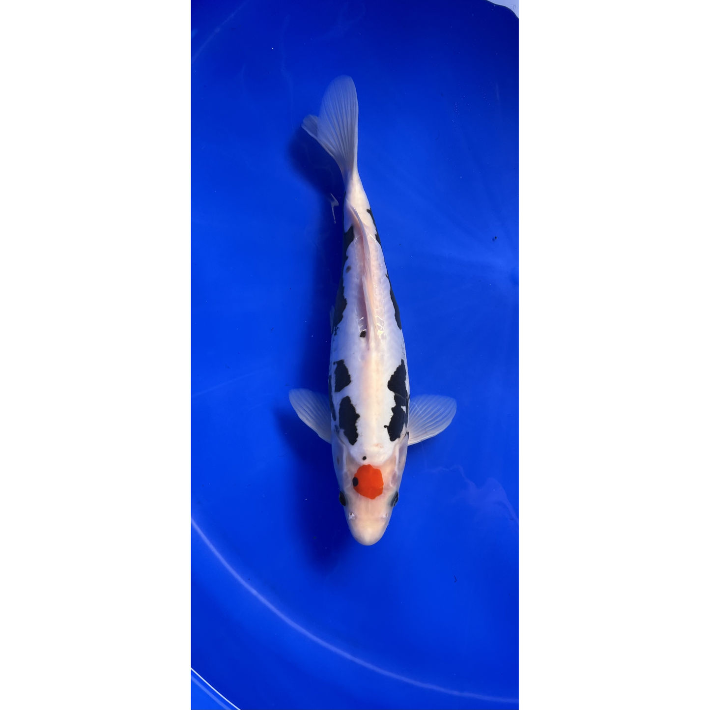 Tancho Beni Kumonryu 35cm Nisai, Takahashi