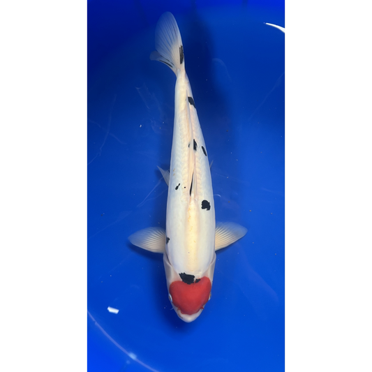 Doitsu Tancho Sanke 54cm Nisai, Hiroi